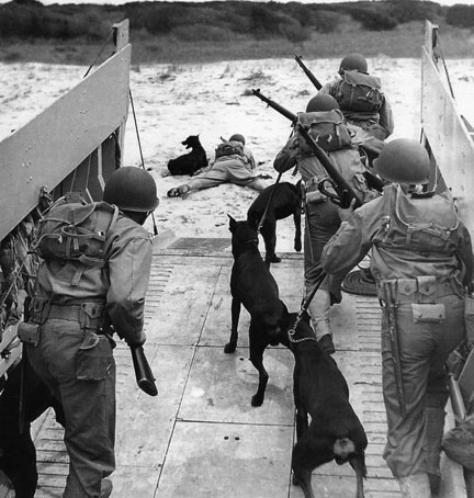 Dobermann Hamburg , Devevel Dogs US Army (11)